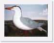seagull_JPG * 640 x 480 * (43KB)